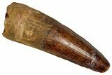 Fossil Spinosaurus Tooth - Real Dinosaur Tooth #350074-1